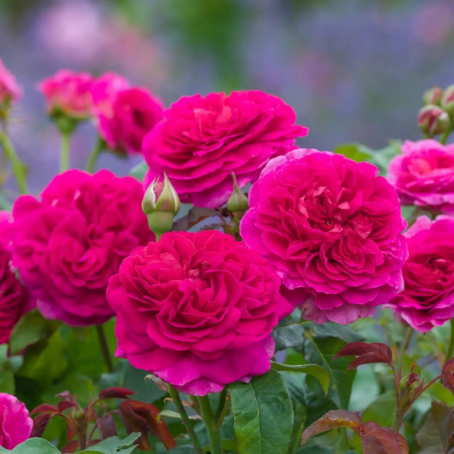 Rose 'Gabriel Oak™' (Auscrowd)